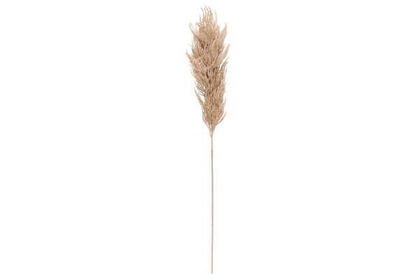 4Living Pampas grass brown 82 cm