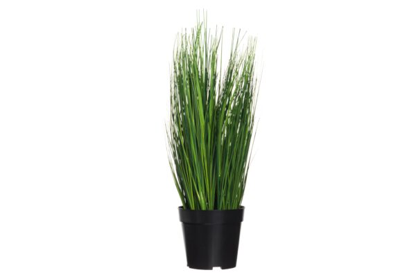 4Living Onion Grass 54 cm