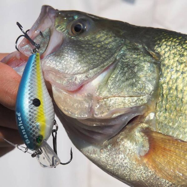 Vobleris Banshee Crankbait 60mm 12g VC03 Chartreuse Shad, Plūdrus - Image 2
