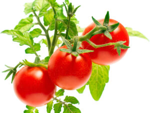 Taimekapsel Click & Grow Plant pod 3-pack, minitomatid