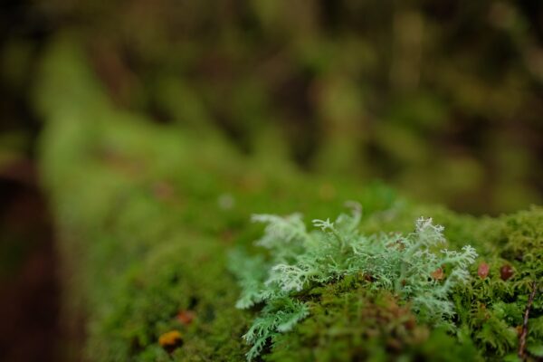Fujifilm Fujinon XF 16mm f/1.4 R WR - Image 7