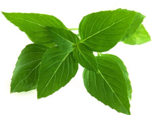 Click & Grow Smart Garden refill Thai Basil 3pcs