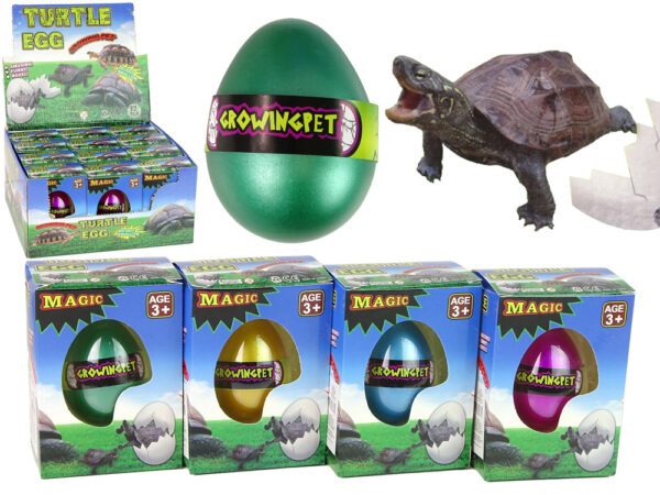 Hatching Magic Turtle Egg Growing 6 cm.