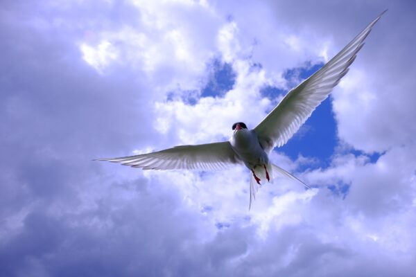 Fujifilm Fujinon XF 18-135mm f/3.5-5.6 R LM OIS WR - Image 7