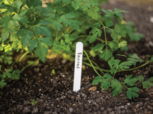 Plant label 15x1,5cm