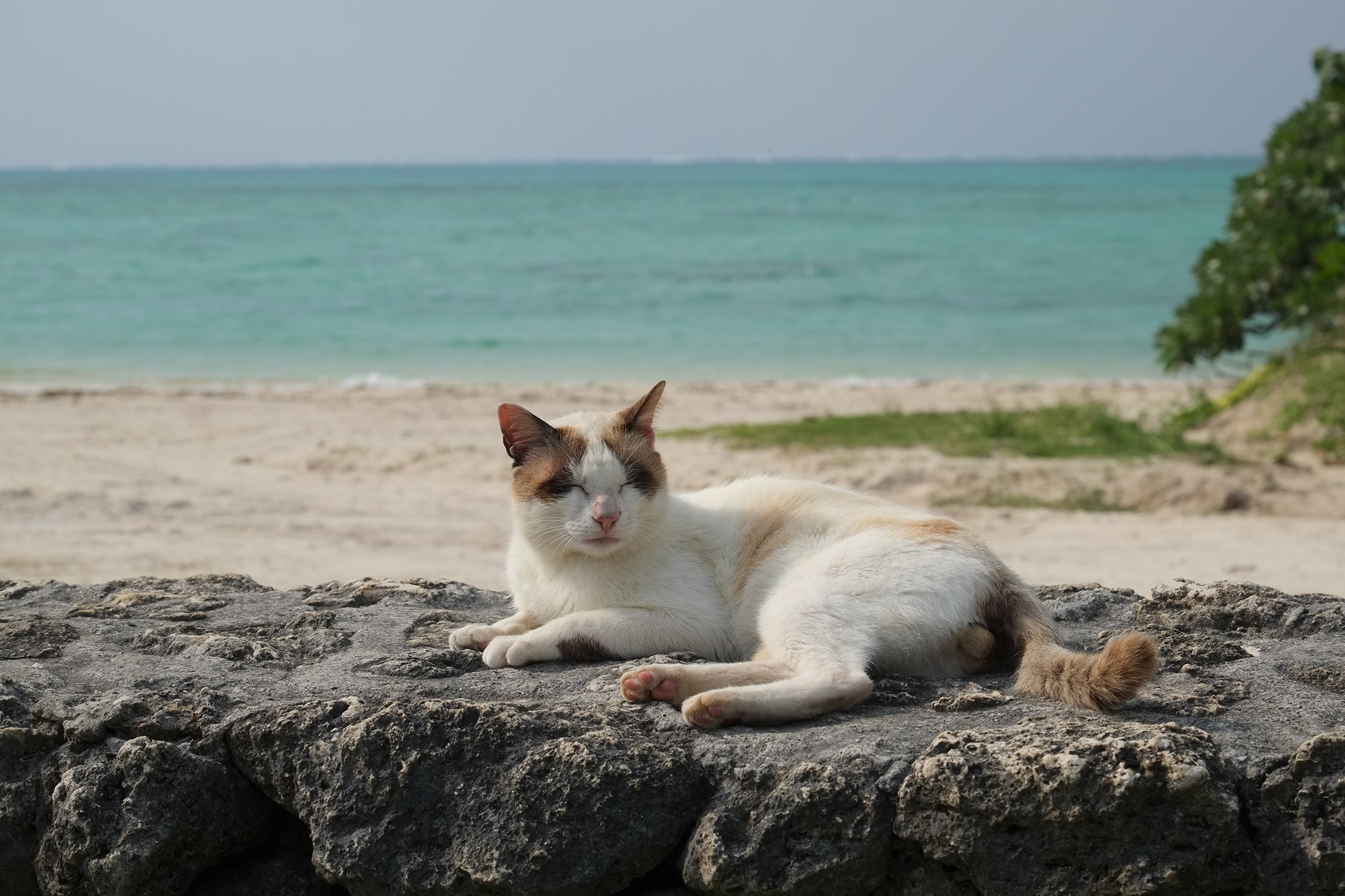Fujifilm Fujinon XF 55-200mm f/3.5-4.8 R LM OIS - Image 3