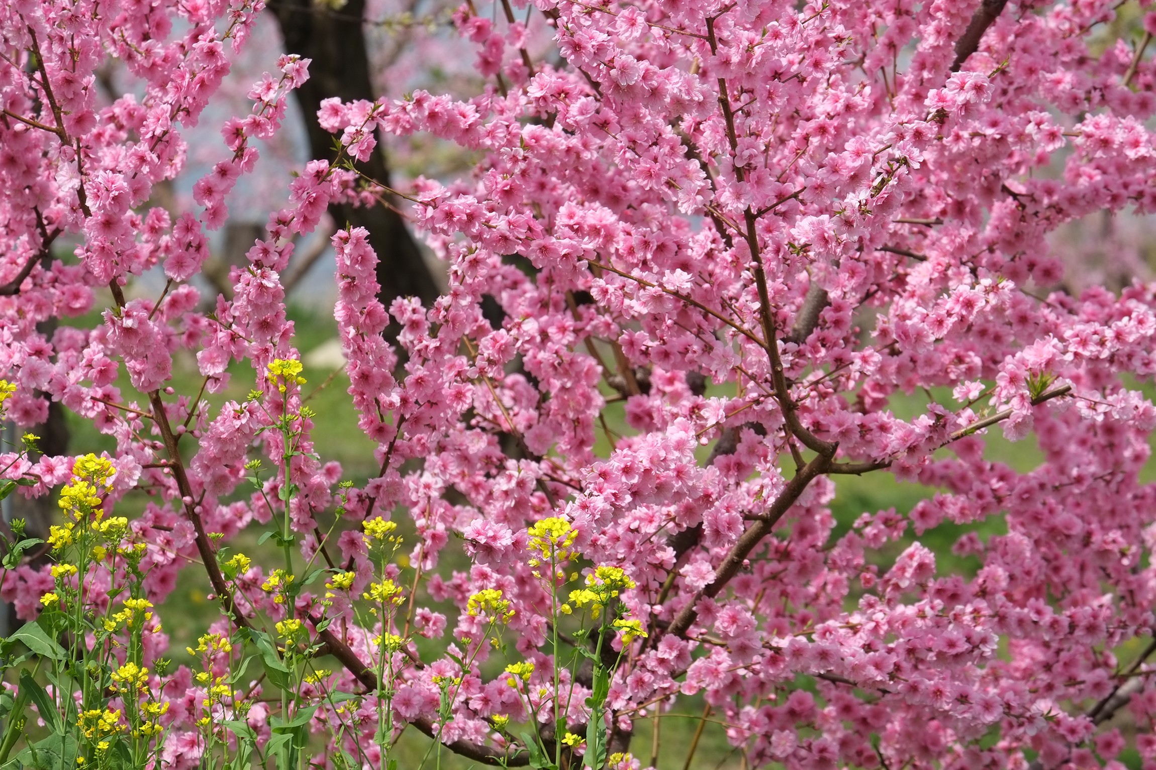 Fujifilm Fujinon XF 55-200mm f/3.5-4.8 R LM OIS - Image 5