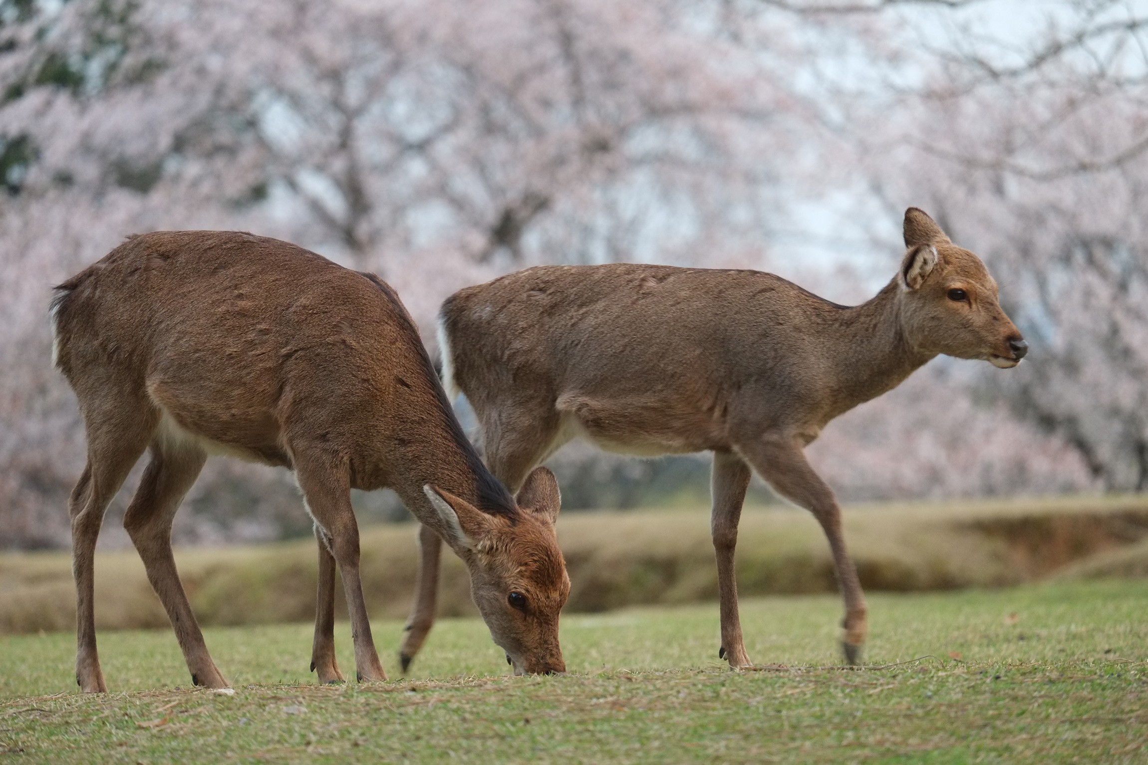 Fujifilm Fujinon XF 55-200mm f/3.5-4.8 R LM OIS - Image 8