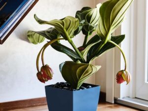 Plant Pot SANTIAGO 13cm x 13cm x h12cm, coral