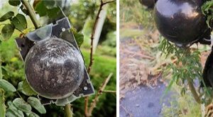 Rooting ball - Size M, 1pcs